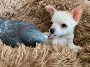 Closer 773 Un chihuahua blessé et un pigeon éclopé sont devenus les meilleurs amis du monde