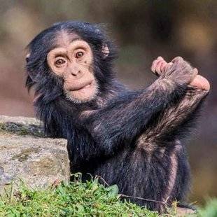 Closer 791 LES ZOOS ont aussi leurs vedettes