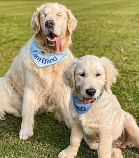 Closer 804 “Notre golden retriever aveugle a son propre chien guide !”