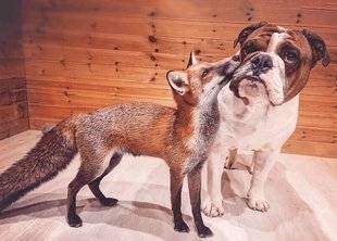 Closer 811 “Comme dans Rox et Rouky, mon chien est le meilleur ami d'un petit renard”