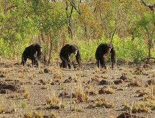 Télé Star 2216 Chimpanzés, le combat des chefs