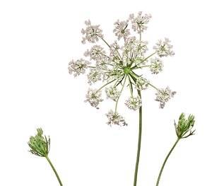 Télé Star 2216 Faites-vous une fleur