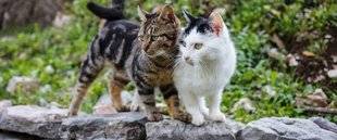 Télé Star 2229 Un acte salvateur pour les chats
