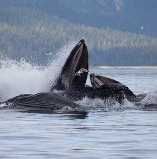 Télé Star 2239 Le Japon relance la chasse à la baleine