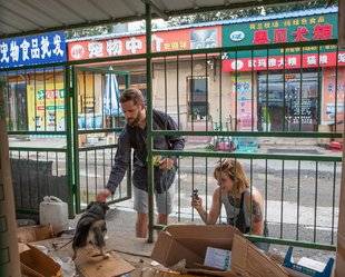 Télé Star 2245 Des chiens sauvés au lieu d'être mangés