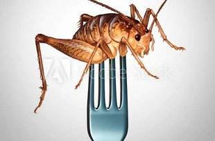Télé Star 2248 Les insectes à manger sont-ils hors la loi en France ?