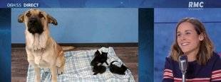 Télé Star 2254 Comme chien et chats