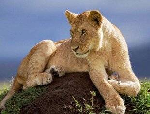 Télé Star 2435 Le règne des lions du Masai Mara