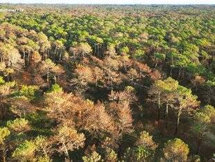 Télé Star 2436 Les gardiens de la forêt des Landes