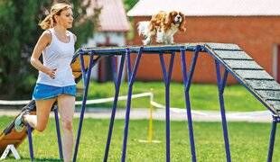 Télé Star 2504 Un chien sportif est un chien heureux
