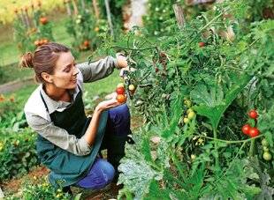 Télé Star 2542 Et la tomate, c'était mieux avant ?