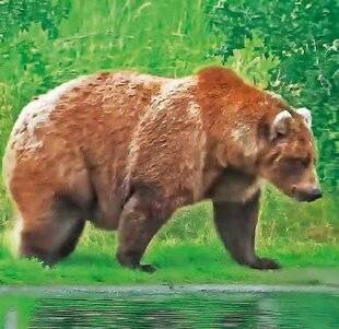 Télé Star 2558 Et l'ours brun le plus gros est…
