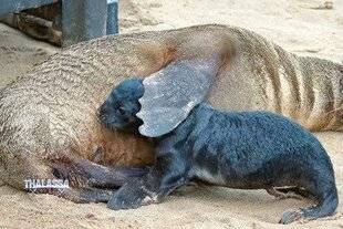 Télé Star 2562 Thalassa, aventures extrêmes