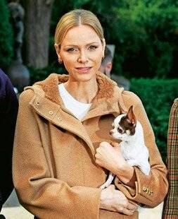 Télé Star 2563 Royal canin