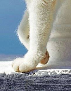 Télé Star 2564 Prendre soin de leurs coussinets