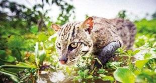 Télé Star 2565 Félins