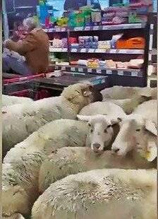 Télé Star 2573 Un troupeau à la caisse