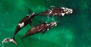 Télé Star 2574 La terrible agonie