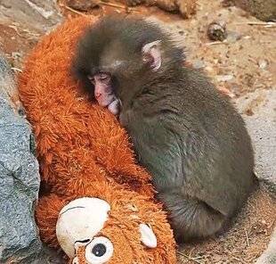 Télé Star 2579 Un doudou pas comme les autres