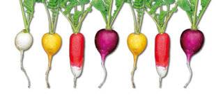 Télé Star 2581 5 bonnes raisons de croquer des radis !