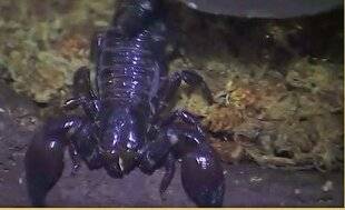 Télé Star 2582 Colis suspect