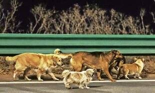 Télé Star 2584 Digne d'un Disney