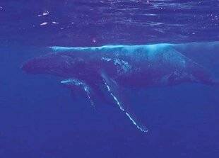 Télé Star 2597 Baleines catalanes