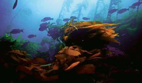 Télé Star 2600 Kelp, I Need Somebody !