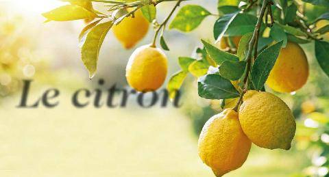 Télé Star 2605 Le citron L’ami vitamine