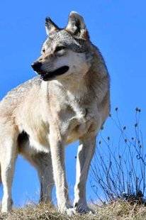 Télé Poche 2769 L'ODYSSÉE DU LOUP