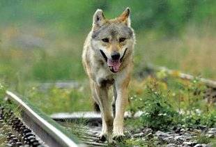 Télé Poche 2770 L'ODYSSÉE DU LOUP