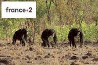 Télé Poche 2771 CHIMPANZÉS, LE COMBAT DES CHEFS