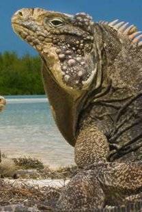 Télé Poche 2784 CUBA, RÉVOLUTION SAUVAGE