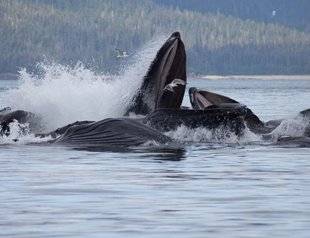 Télé Poche 2793 Le Japon relance la chasse à la baleine