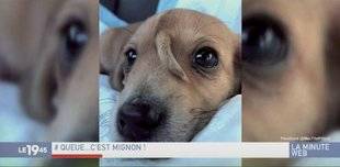 Télé Poche 2807 Queue c'est mignon