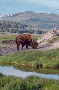 Télé Poche 2810 YELLOWSTONE, NATURE EXTRÊME