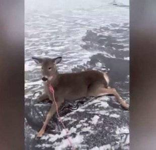 Télé Poche 2812 Sauvetage sur glace