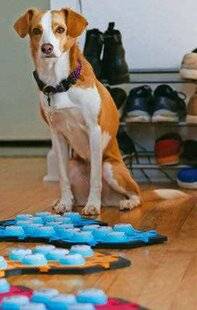 Télé Poche 3115 LES CHIENS PEUVENT-ILS PARLER ?