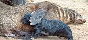 Télé Poche 3117 THALASSA, AVENTURES EXTRÊMES