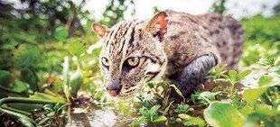 Télé Poche 3120 FÉLINS