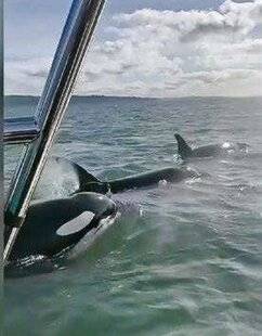 Télé Poche 3121 Sauvé in extremis !