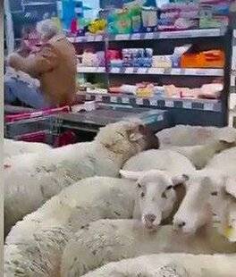 Télé Poche 3128 Un troupeau à la caisse