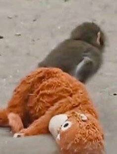 Télé Poche 3134 Un doudou pas comme les autres