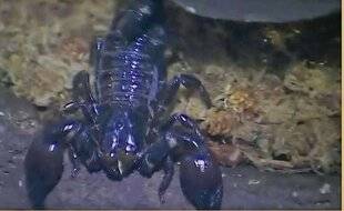 Télé Poche 3137 Colis très suspect !