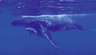 Télé Poche 3152 Baleines catalanes