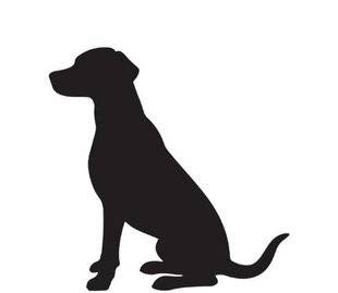 Auto Plus 1945 Les coachs Auto Plus - Transport d’animaux : nos conseils