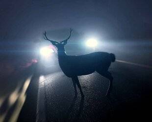 Auto Plus 1954 Collision avec du gibier : qui paie les dégâts ?