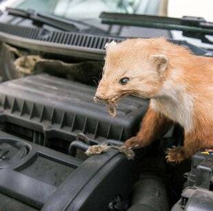 Auto Plus 1955 Rongeurs et mustélidés sous le capot
