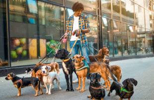 Nous Deux 3947 Comment trouver un bon dog-sitter