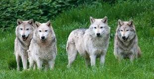 Nous Deux 3949 Loup y es-tu ?